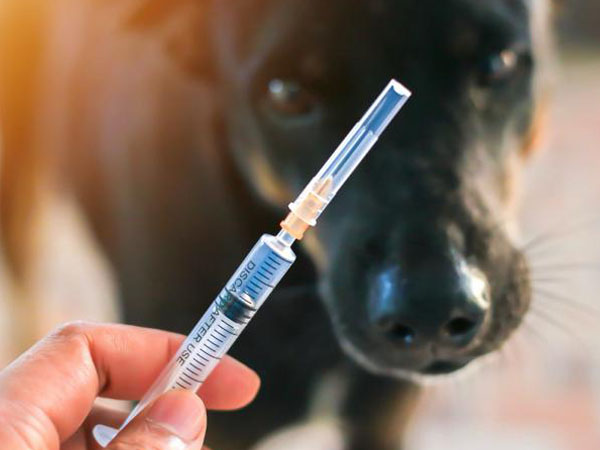 temperature-and-humidity-data-logger-for-the-transport-of-animal-vaccines1.jpg