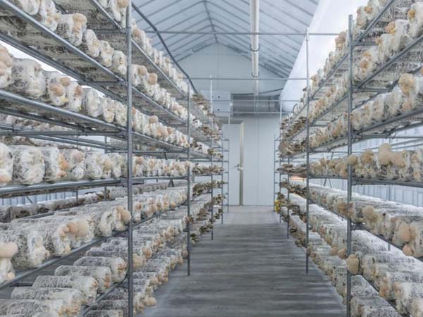 24-7-temperature-and-humidity-monitoring-for-mushrooms1.jpg