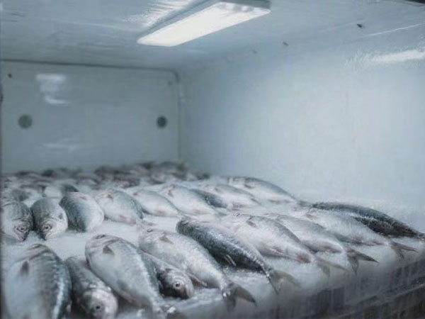 tagplus-th-reusable-temperature-humidity-data-logger-for-frozen-fish-transport1.jpg