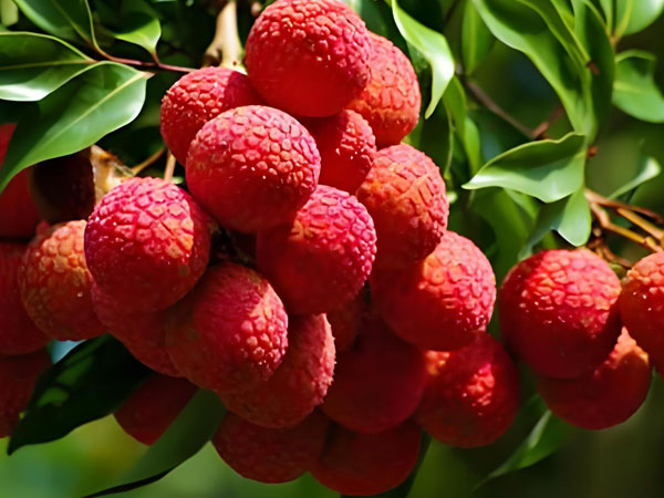 temperature-monitoring-during-litchi-transportation1.jpg