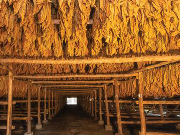 why-accurate-temperature-monitoring-matters-in-tobacco-curing1.jpg