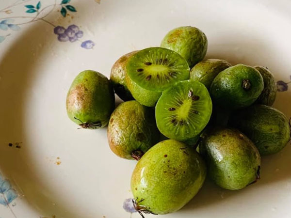 مسجل بيانات درجة الحرارة للاست