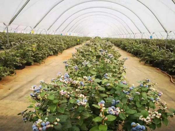 4g-real-time-environmental-monitor-for-smart-blueberry-greenhouse1.jpg